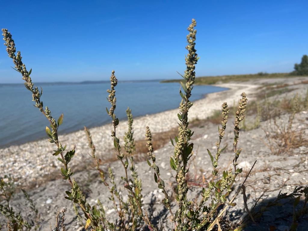 una pianta di fronte a un corpo idrico di Mediterrane Ferien Villa am Neusiedler See a Gols