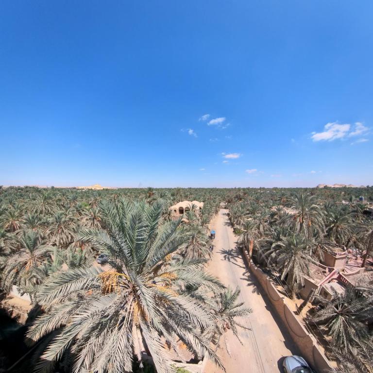 een luchtzicht op een met palmbomen omzoomde weg bij Siwa star in Siwa