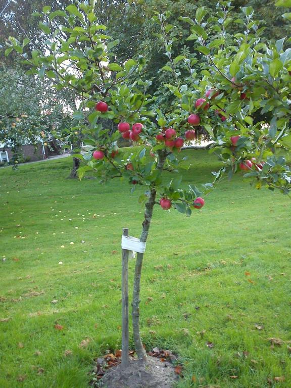 Galeriebild der Unterkunft Katrinebergs Folkhögskola B&B in Vessigebro