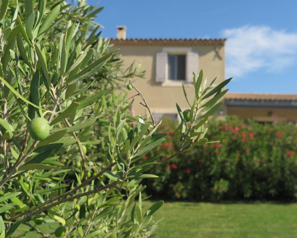 a green tree in front of a house with flowers at Gite Le Petit Luberon LISIANTHUS in Cabrières-dʼAvignon