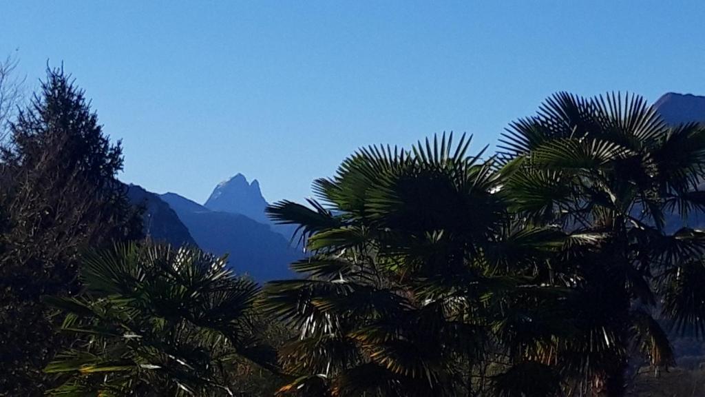 a group of palm trees with mountains in the background at Jardin des Chats in Sévignacq-Meyracq