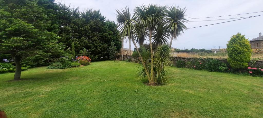 a palm tree in the middle of a yard at Apartamentos Turísticos Rosa in Ribadeo