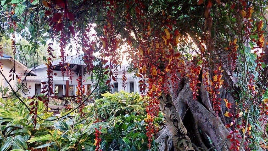 Zahrada ubytování Tree Lodge Mauritius