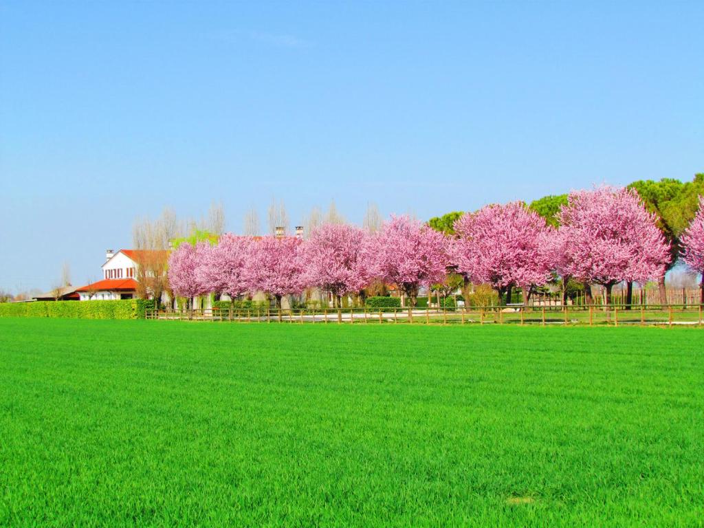 Zahrada ubytování Agriturismo Le Cipressine