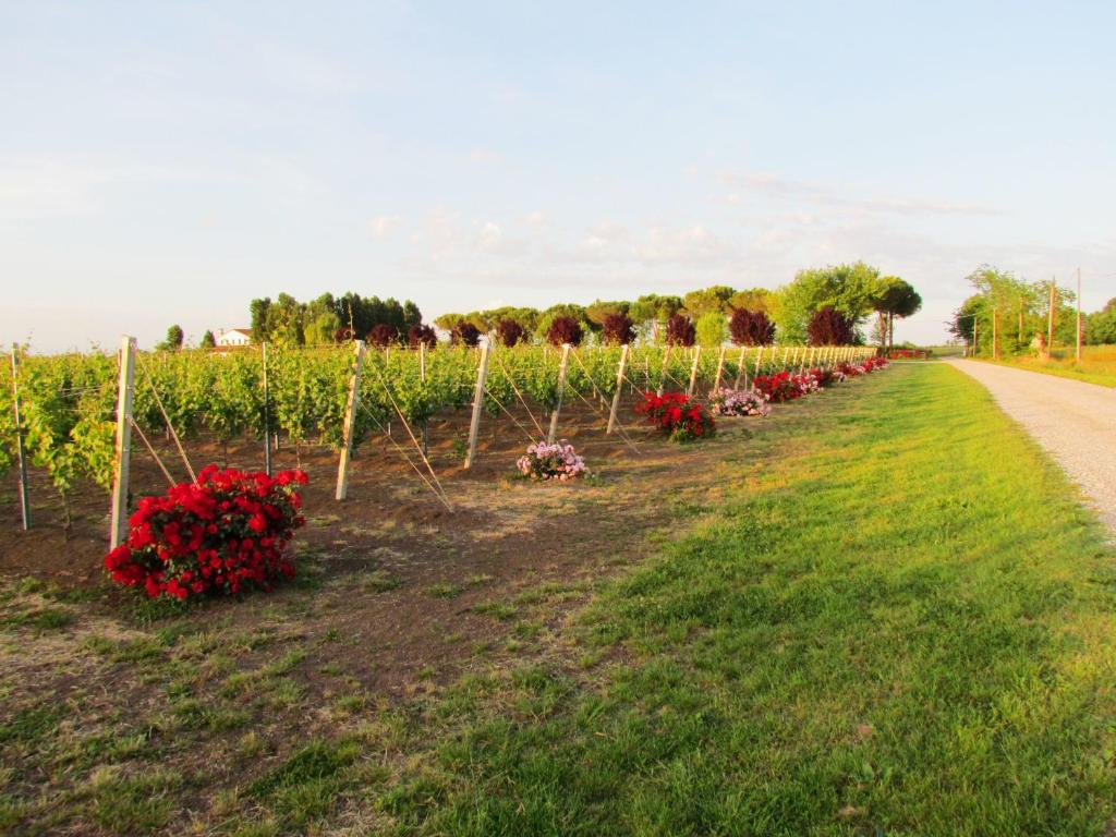 Zahrada ubytování Agriturismo Le Cipressine