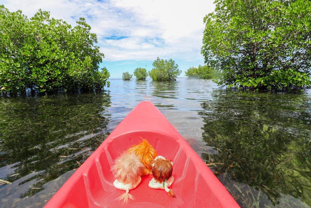 a dog sitting on a red kayak in the water at The Funny Lion - Puerto Princesa in Puerto Princesa City