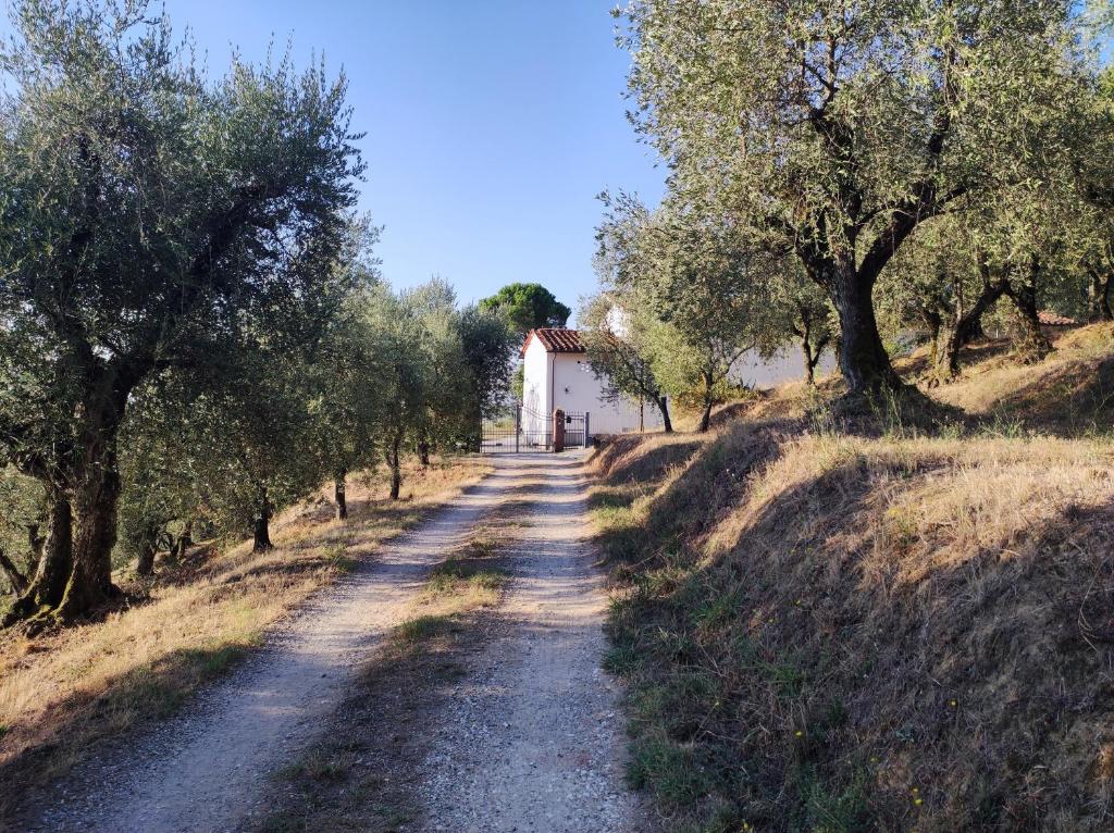 eine unbefestigte Straße mit Bäumen und einem weißen Gebäude in der Unterkunft Da Poldino in Borgo a Buggiano