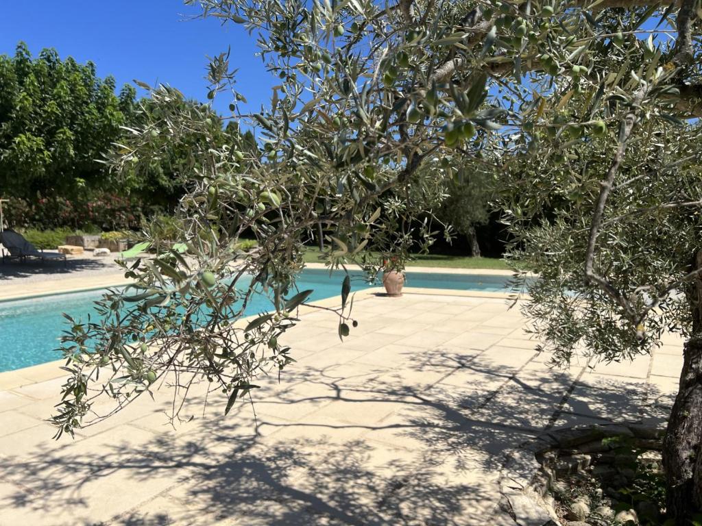 a tree in front of a swimming pool at Charmant appartement calme à Paradou in Paradou
