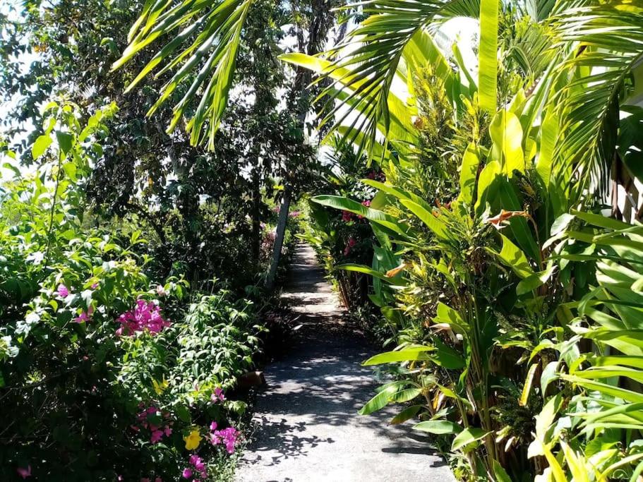 a path through a garden with flowers and plants at Bungalow papaye in Sainte-Anne