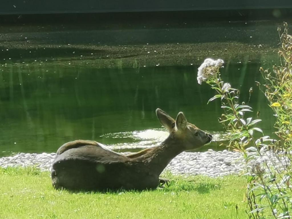 Výhled na řeku, která protéká v blízkosti bed and breakfast