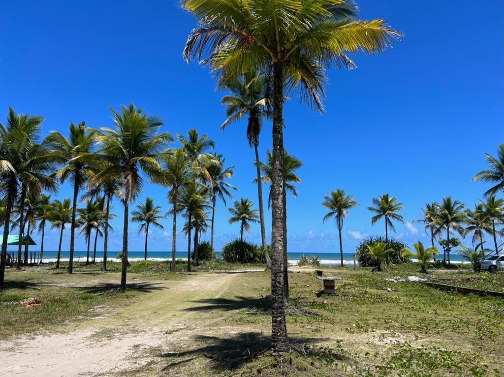 a row of palm trees on a sandy beach at FLATS SETE ESTRELAS DO MAR in Ilhéus