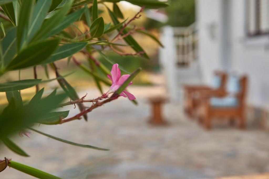 Fotografie z fotogalerie ubytování Villa Rania / Zante Drosia v destinaci Kypseli