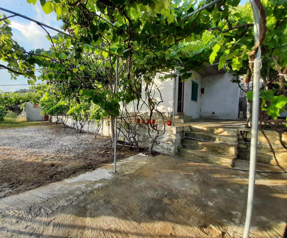 Zahrada ubytování Jungle House