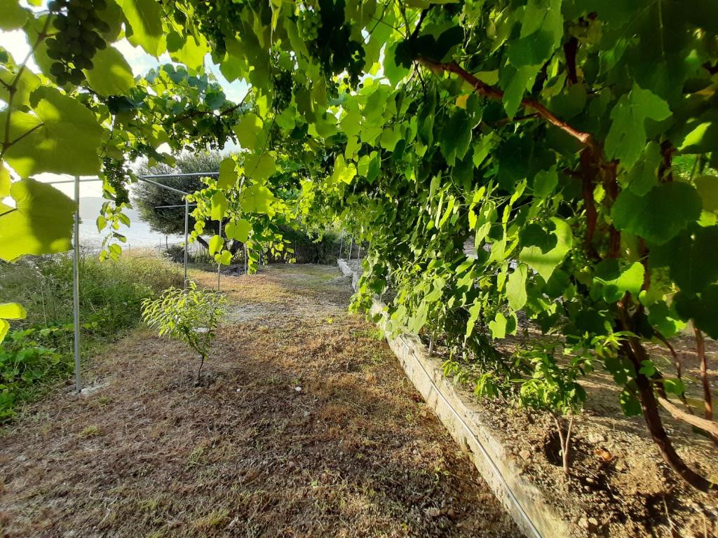 Zahrada ubytování Jungle House