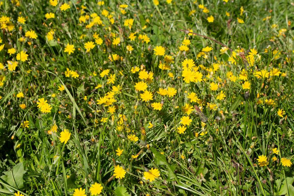 Zahrada ubytování Geldersche tuin 6 persoons
