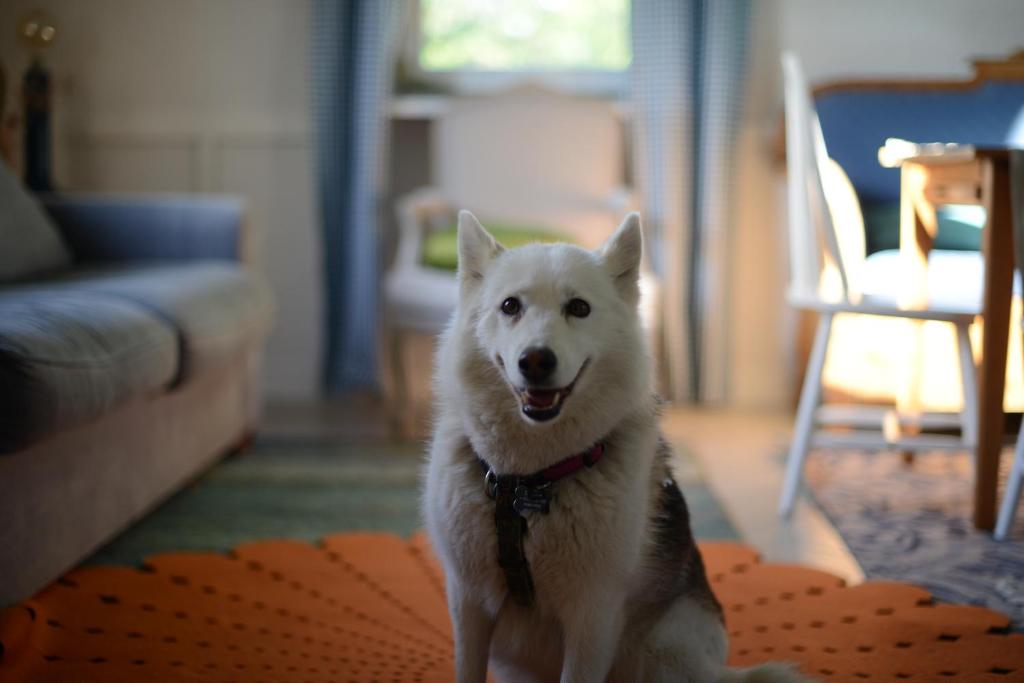 a white dog is standing in a living room at Odpocznij in Dąbrówka