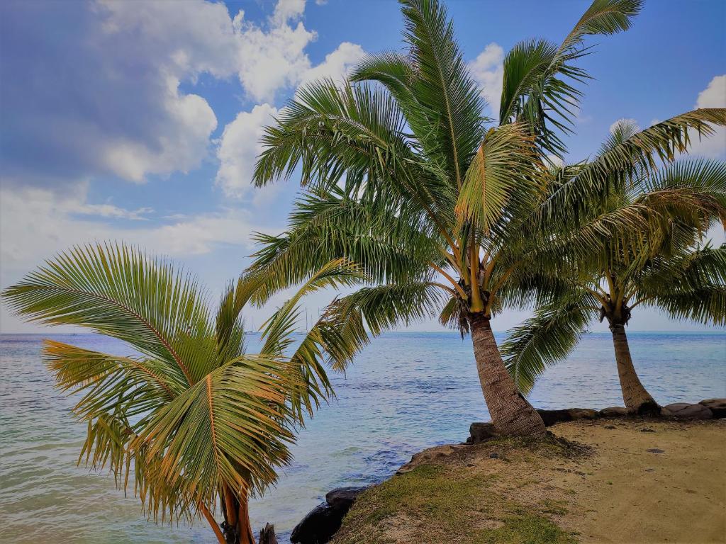 HUAHINE - Hibiscus House - photo 11 - Huahine, Polynésie