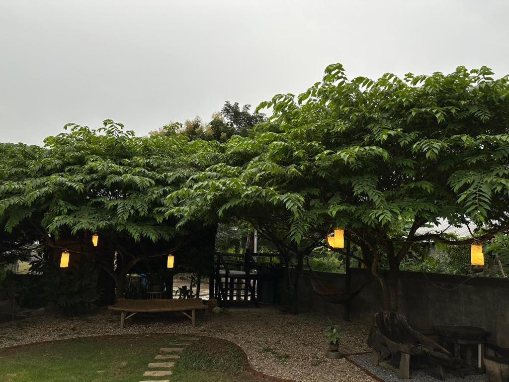 ein großer Baum mit einer Bank in einem Park in der Unterkunft The Legend Homestay. in Mae Ai Chiang Mai