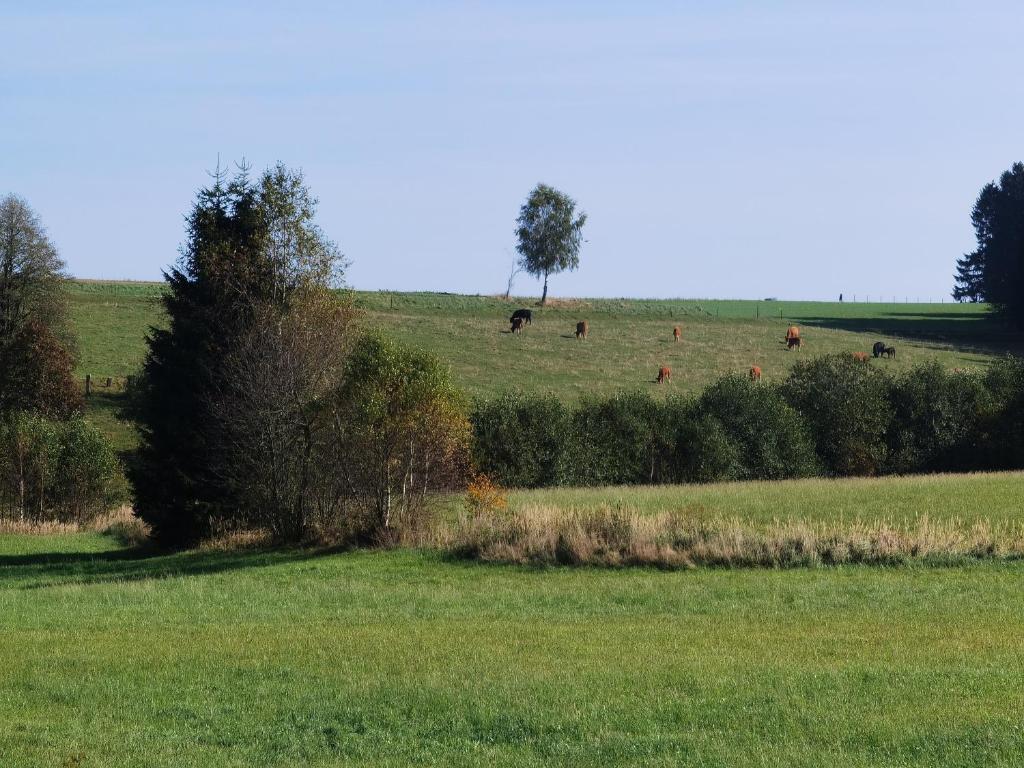 Příroda nedaleko venkovského domu