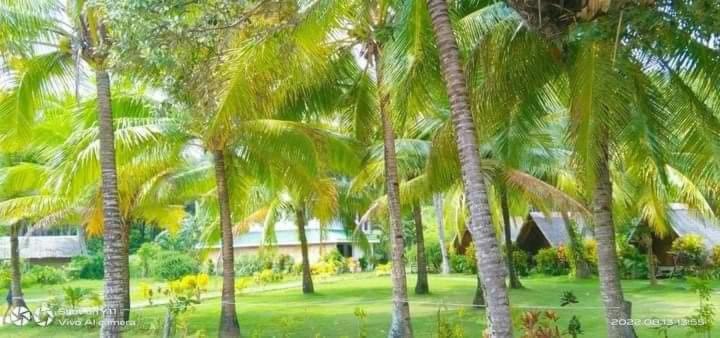 a group of palm trees in front of a house at KOKONUT HUT RETREAT & CAMPING SITE RENTAL in Romblon
