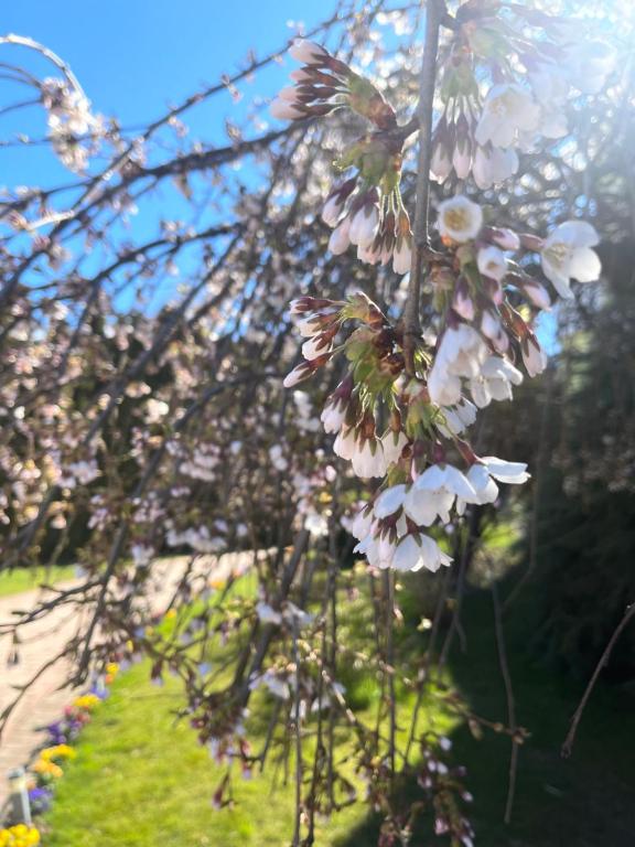 Ogród w obiekcie Gartenhof