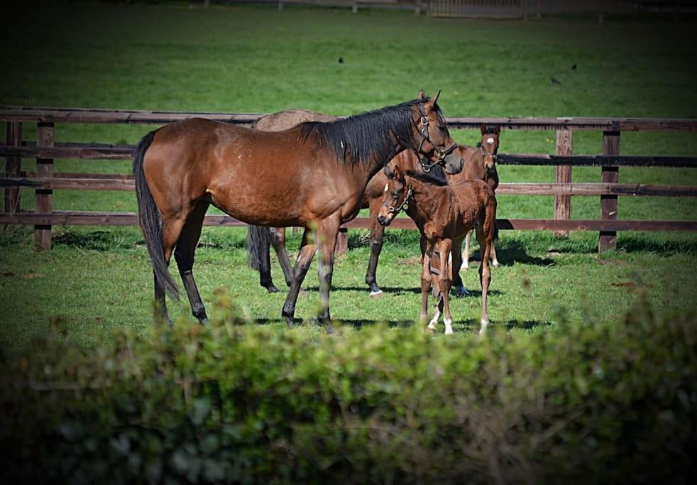 a group of horses standing next to a fence at Beautiful shepherd’s hut in Newmarket