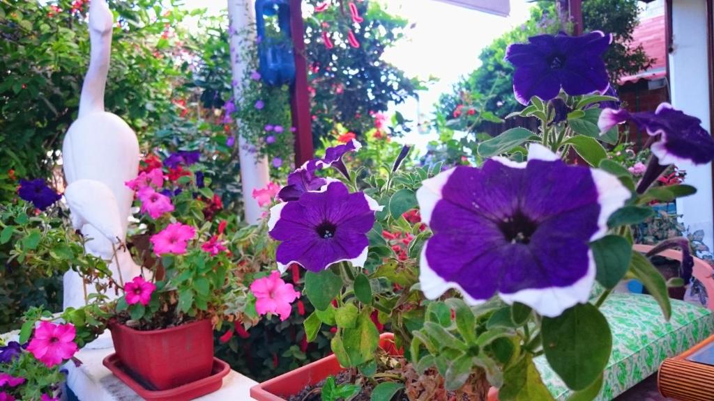 Zahrada ubytování Hostal el Parque Tababela