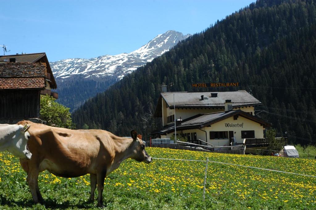 eine Kuh, die auf einem Feld vor einem Gebäude steht in der Unterkunft Hotel Restaurant Walserhof in Medels im Rheinwald