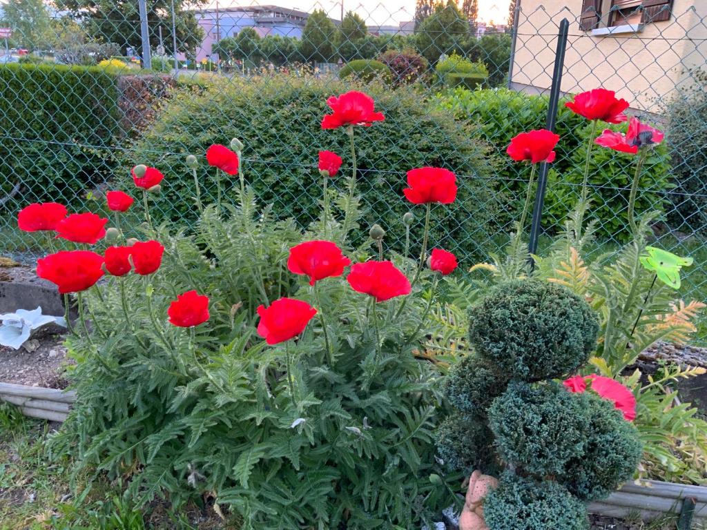 Zahrada ubytování le nid fleuri de Cravanche
