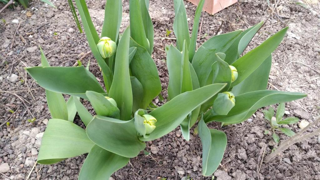 En have udenfor La gura sobei