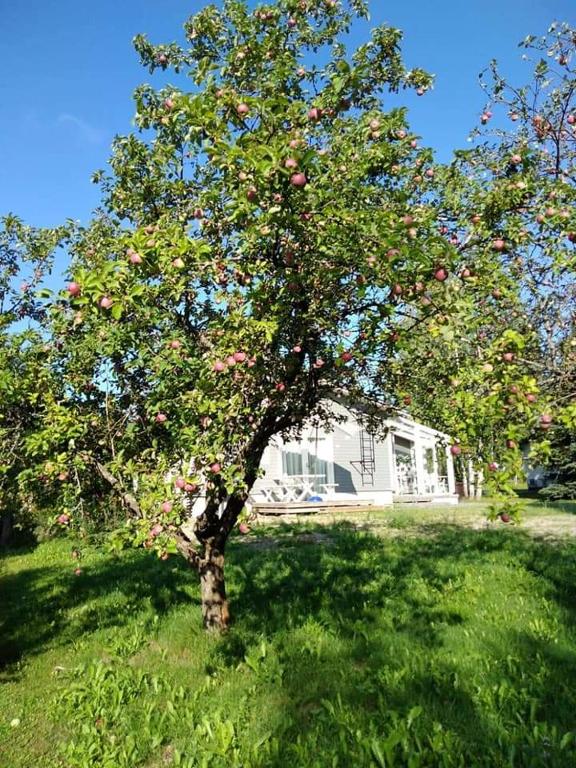 a apple tree in the grass in front of a house at Mini house Imatra with own garden in Imatra