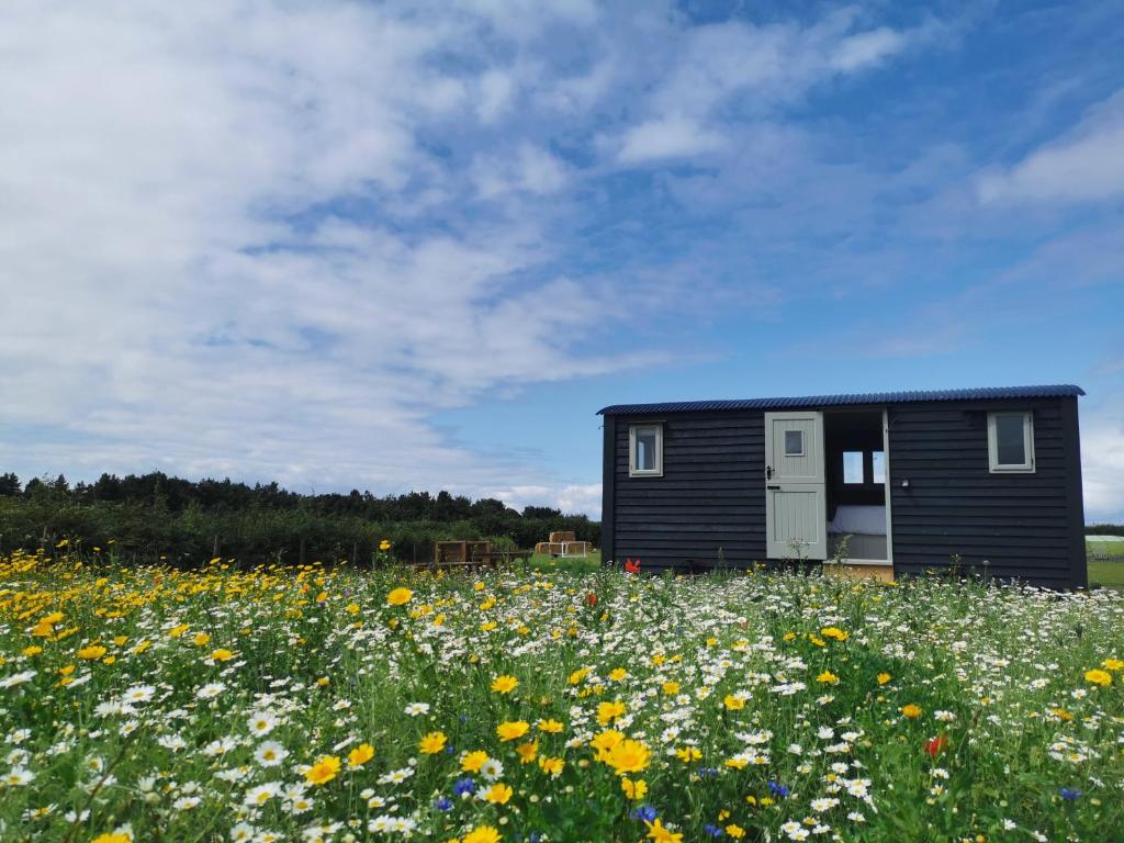 un pequeño edificio negro en un campo de flores en Barley Shepherd Hut - Snettisham Meadows en Kings Lynn