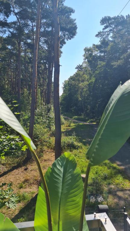Vonkajšia záhrada v ubytovaní Czarna Perła