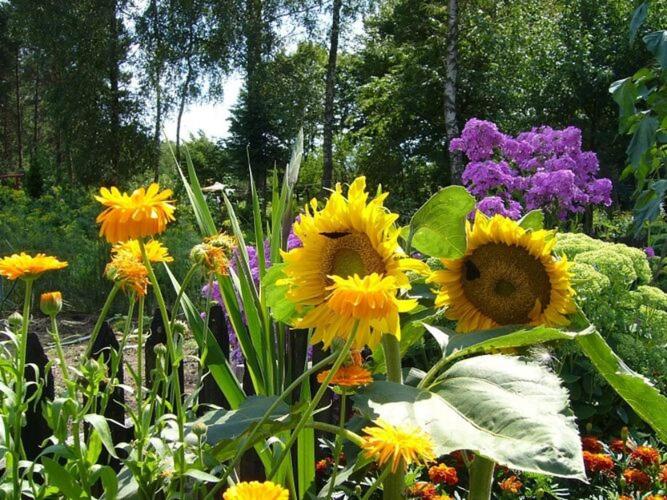 un jardín lleno de flores amarillas y moradas en Beautiful holiday home, peace and quiet, Polanow, en Pollnow