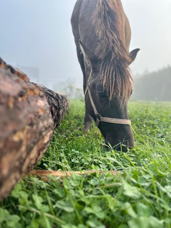Zvieratá v apartmáne alebo blízkom okolí