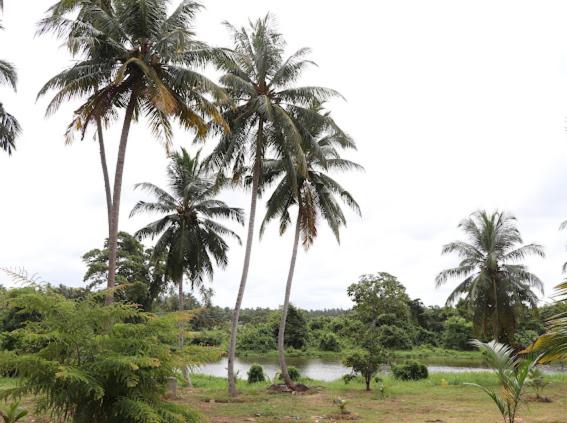 un groupe de palmiers à côté d'une masse d'eau dans l'établissement Kadupitioya Bungalow, 
