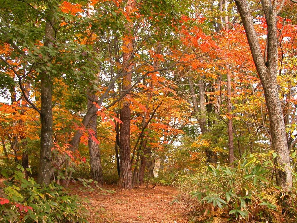 a forest of trees with orange and yellow leaves at Kusatsu Onsen Hotel Village in Kusatsu