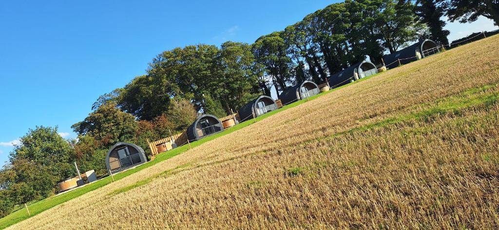 a grassy hill with domes on top of it at Eastfield Glamping Farm in Spennithorne