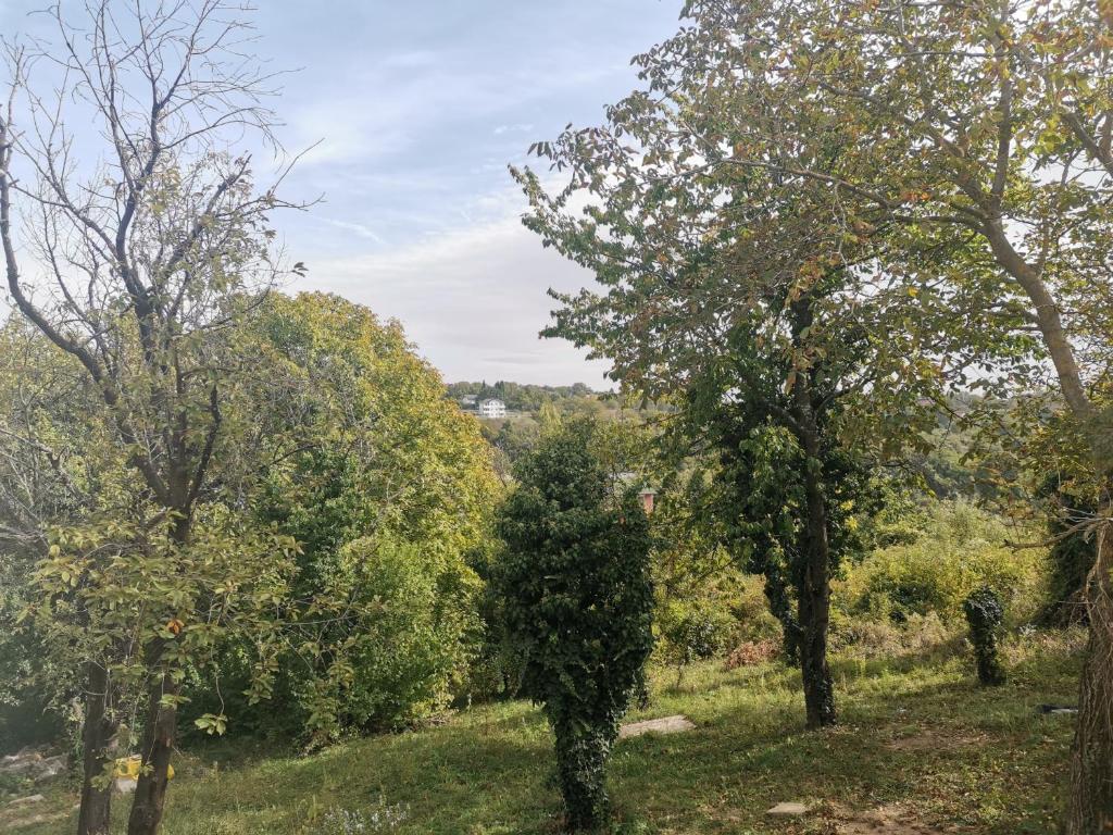 a christmas tree in a field with trees at Extra Fruske in Vrdnik