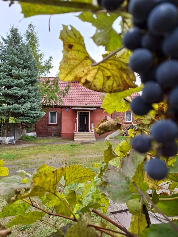 a house with a bunch of grapes in front of it at Domek przy Maja in Milicz