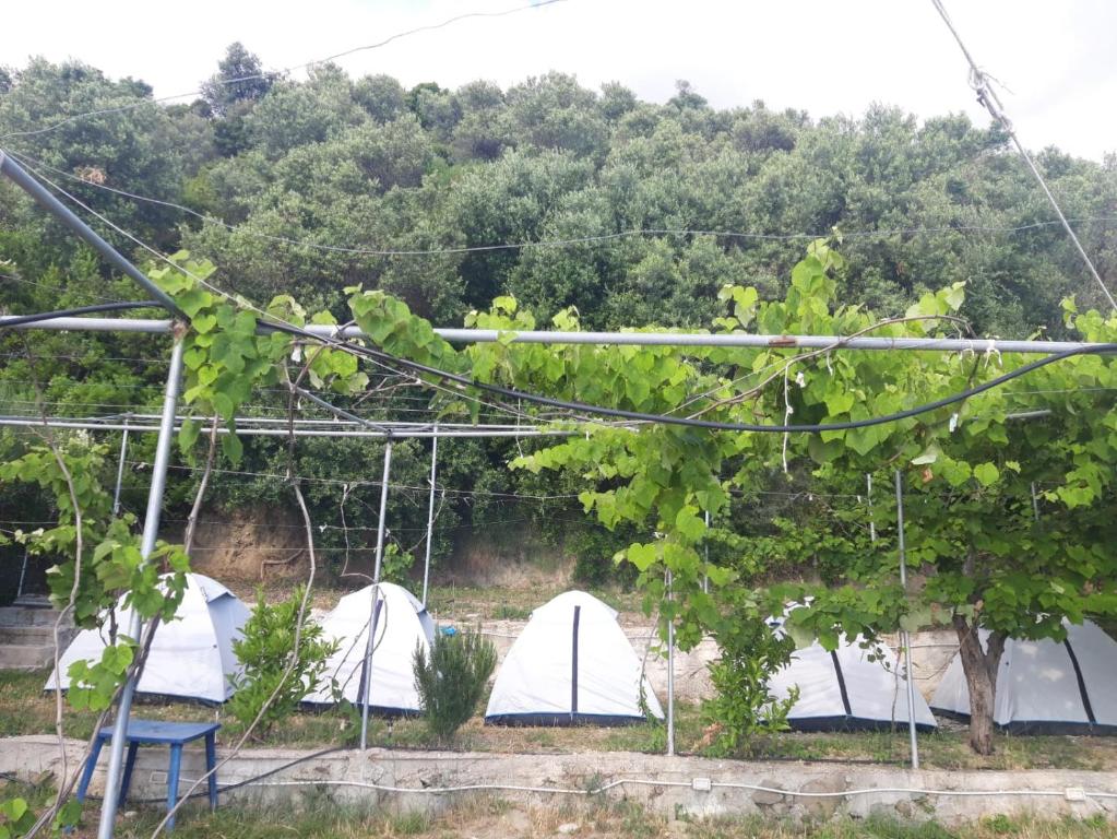 Camping Jungle in Borsh - Imazhi 10