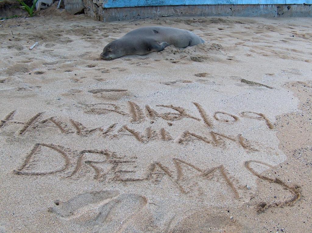 pieczęć leżąca na piasku obok napisu na piasku w obiekcie Itʻs All About the Beach w mieście Hauula
