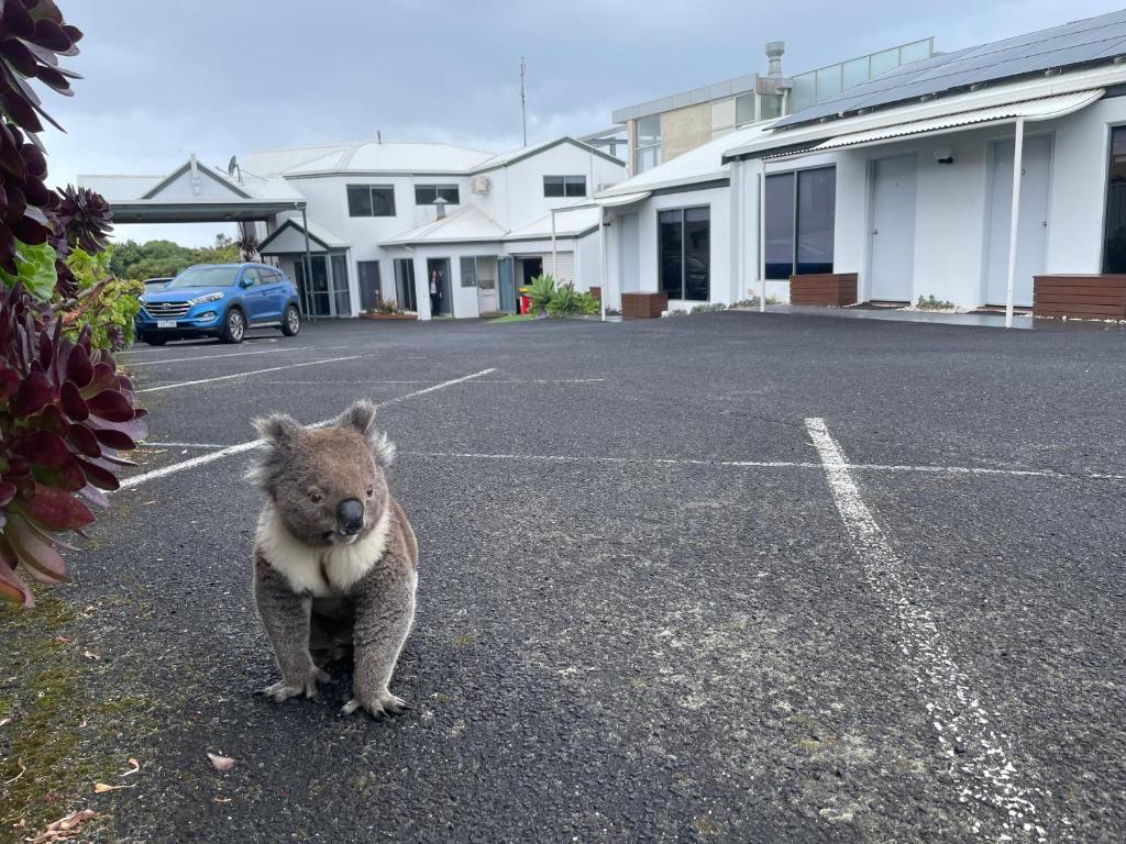 Huéspedes con una o varias mascotas en Coastal Motel