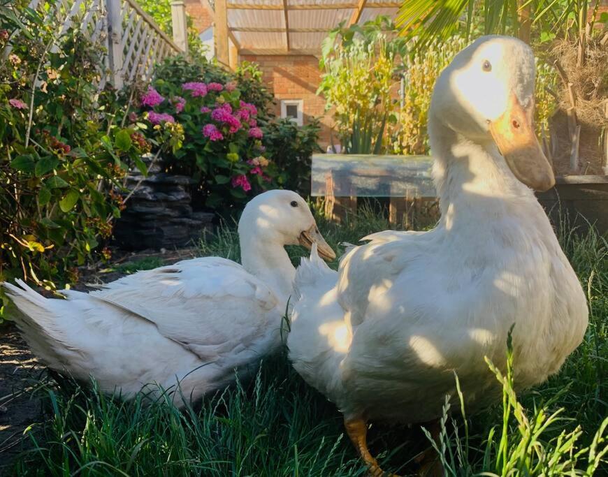 dos patos blancos están sentados en la hierba en Duck terrace en Kibworth Harcourt