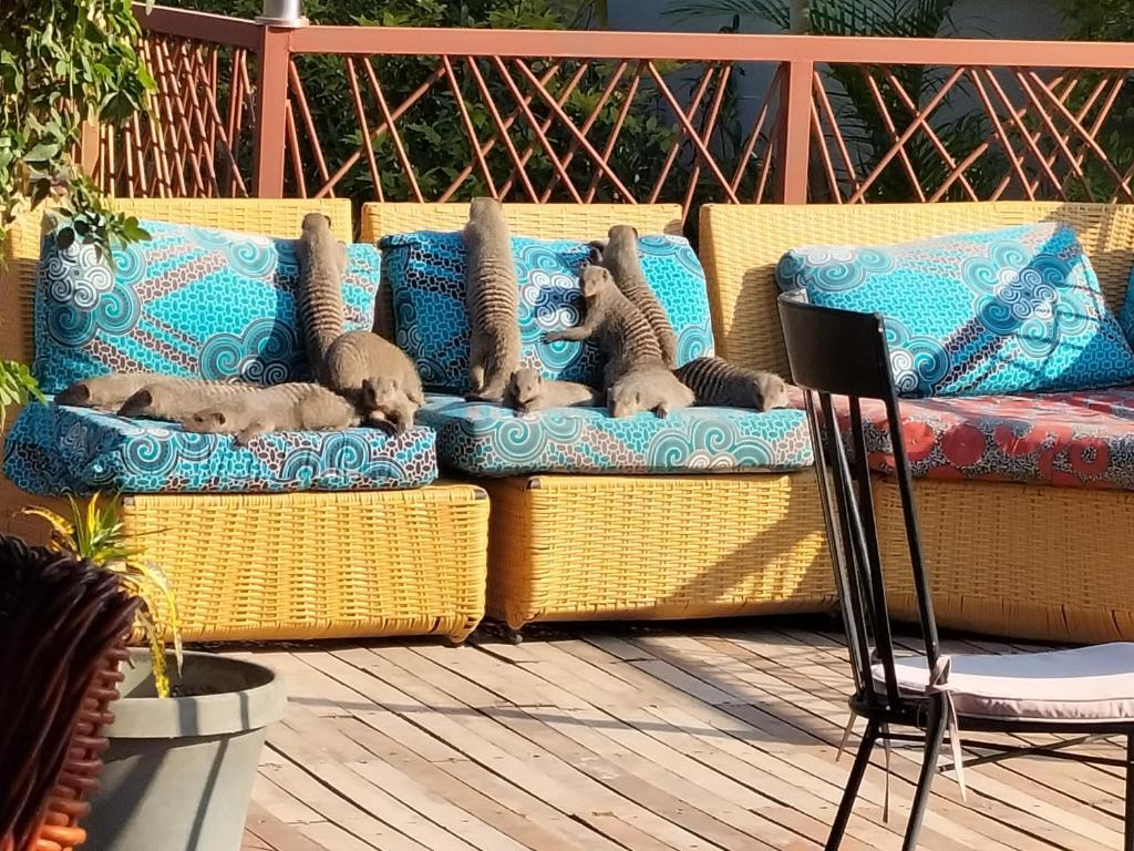Eine Gruppe Katzen liegt auf einer Couch auf einer Terrasse in der Unterkunft Sunbirds Lodge Chobe in Kasane