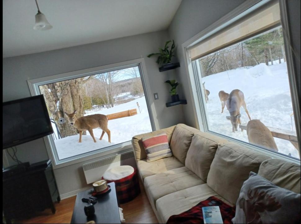 a living room with a couch and two dogs looking out the window at L'acre de paix in Duhamel