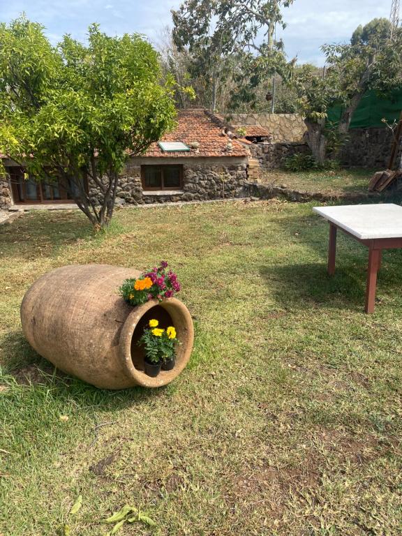 a garden with a flower pot in the grass at Rural House to take a Break, La Serreria 25 in Tacoronte