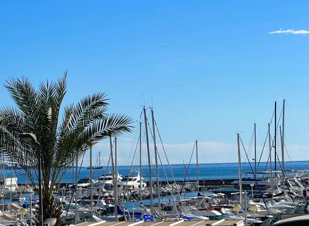 een stel boten geparkeerd in een jachthaven met een palmboom bij Seafront - beautiful flat with aircon and comfortable loggia in Vallauris