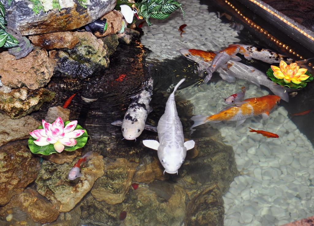 a group of koi fish in a pond at Hotel Europäischer Hof in Elsterwerda