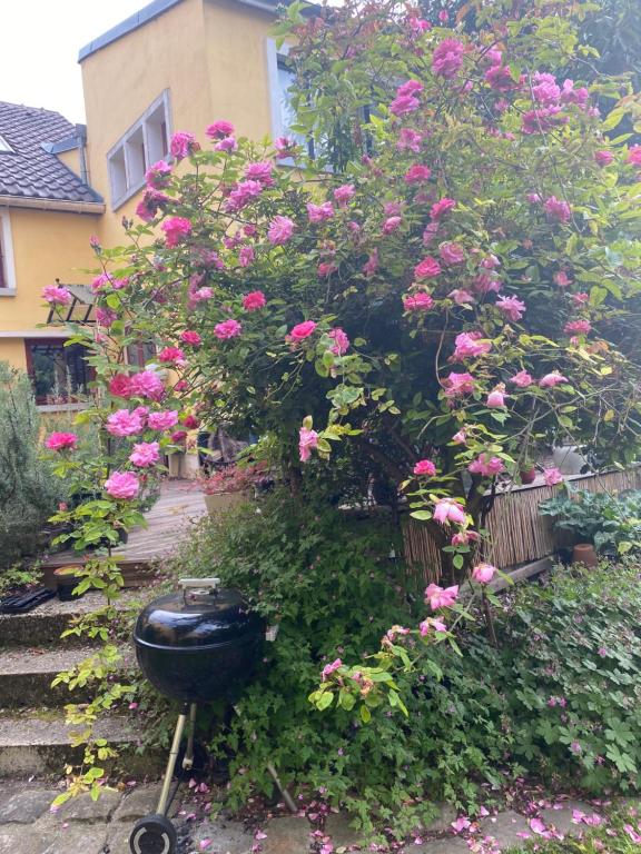 a bush of pink roses in front of a house at Maison piscine centre historique de Romainville in Romainville